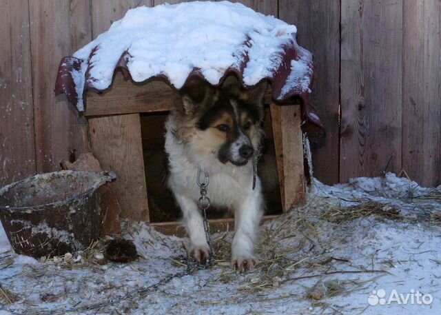 Хороший сторожевой пёсик в свой дом купить на Зозу.ру - фотография № 5