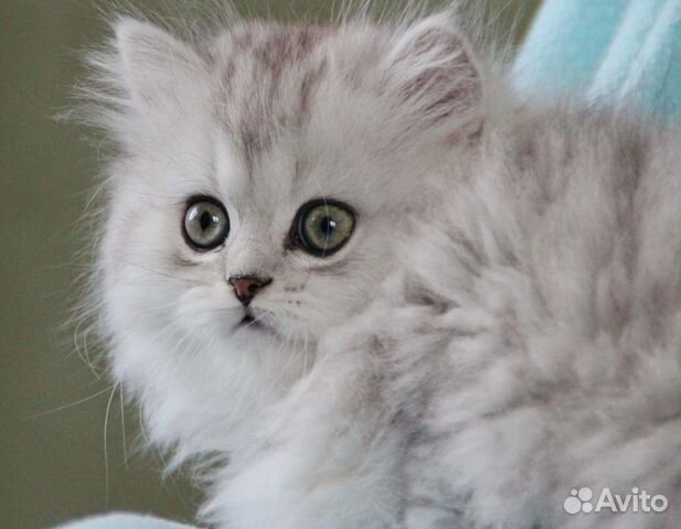 Шотландские длинношерстные котята Мимимишки Шотландские длинношерстные котята Мимимишки