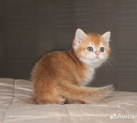 Роскошный котик золотая шиншилла купить на Зозу.ру - фотография № 1