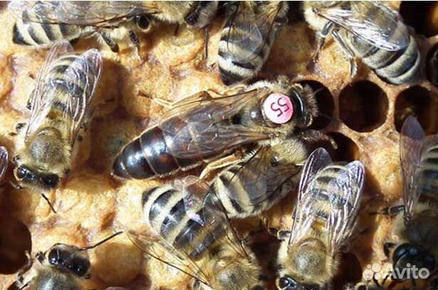 Пчеломатки, пчелопакеты Карника 2020 купить на Зозу.ру - фотография № 1