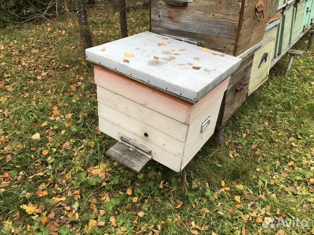 Продам ульи для пчёл и пчелосемьи купить на Зозу.ру - фотография № 2