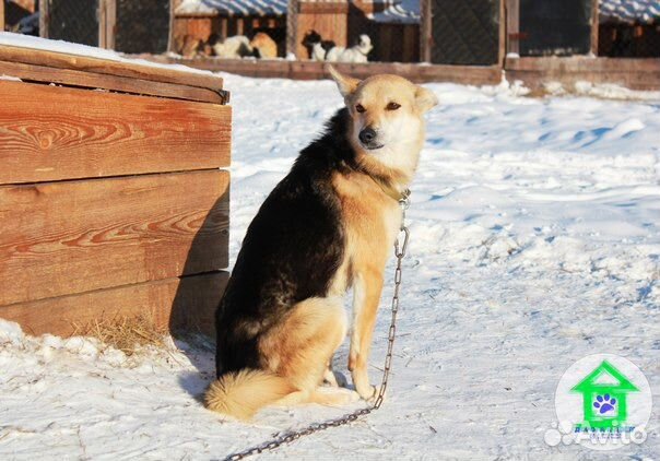 Очень преданная и любящая собака в дом, стерильна купить на Зозу.ру - фотография № 3