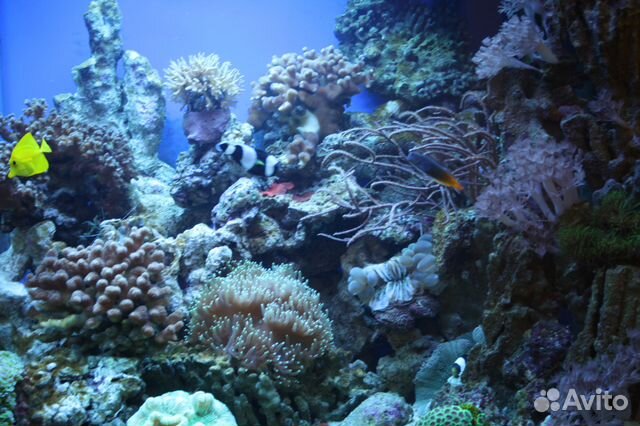 Морской аквариум 2240 литров купить на Зозу.ру - фотография № 4