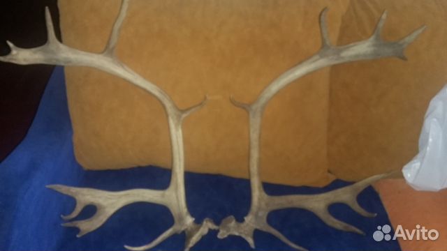 Рога оленя