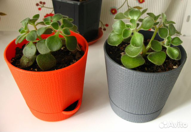 Дерево любви - Аихризон Дерево любви - Аихризон