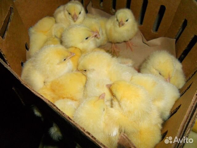 Продам цыплят купить на Зозу.ру - фотография № 5
