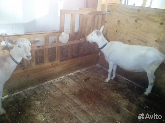 Козы и козлята купить на Зозу.ру - фотография № 7