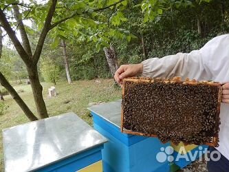 Пчелопакеты породы Карника в 2020 году купить на Зозу.ру - фотография № 1