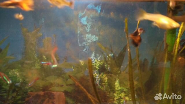 Рыбки Гуппи, живые аквариумные растения купить на Зозу.ру - фотография № 4