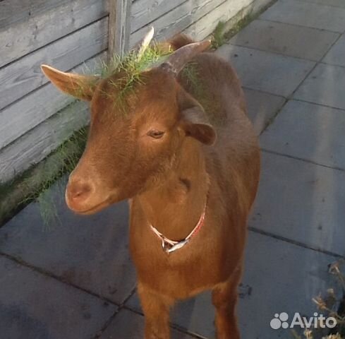 Камерунская молочная коза купить на Зозу.ру - фотография № 4