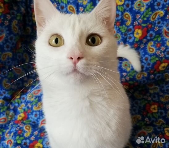 Глазастая, белая кошка Шами в хорошие руки купить на Зозу.ру - фотография № 3