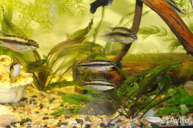 Пельвикахромисы (Pelvicachromis) - "попугайчики" купить на Зозу.ру - фотография № 5