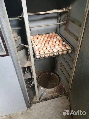Инкубатор на 1000 яиц купить на Зозу.ру - фотография № 3