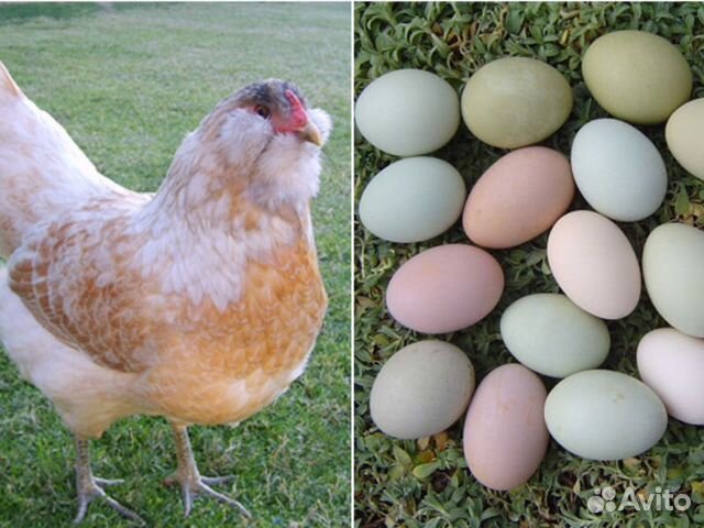 Куры которые несут цветные яйца породы. Араукана и Амераукана курицы. Доминант Араукана. Цыплята Араукана яйца. Куры породы Араукана.
