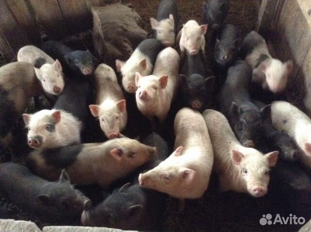 Вьетнамские свиньи купить на Зозу.ру - фотография № 9