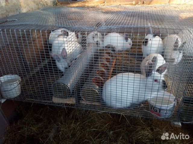 Кролик и мясо кролика купить на Зозу.ру - фотография № 4