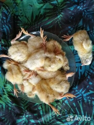 Цыплята суточные -корм для животных купить на Зозу.ру - фотография № 1