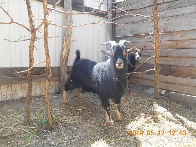 Камерунский козел, вязка купить на Зозу.ру - фотография № 2