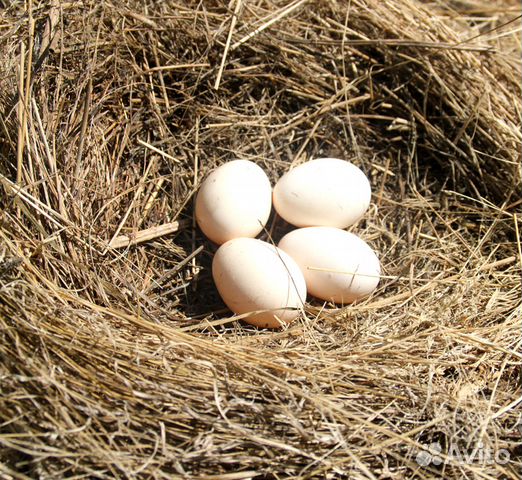 павловская золотистая порода кур яйца. яйцо павловских кур. яйцо павловских кур. яйцо от породистых кур. яйцо павловских кур.
