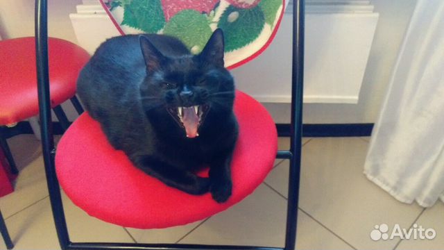 Отдам в добрые руки