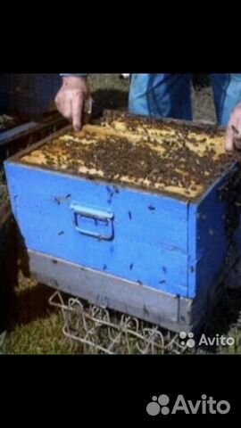 Продаётся пчелосемьи, готовые медосбору купить на Зозу.ру - фотография № 3