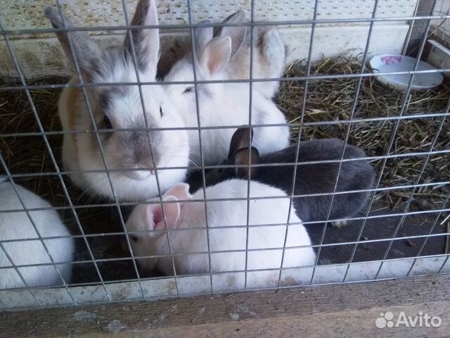 Кролики декларативные купить на Зозу.ру - фотография № 1
