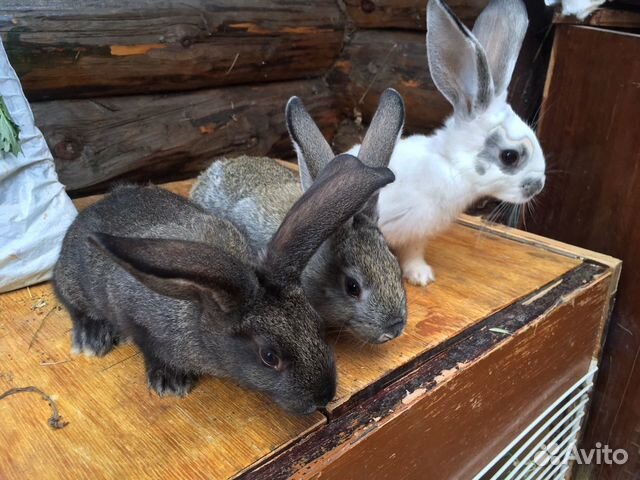 Купить Кроликов В Калужской Области Для Разведения