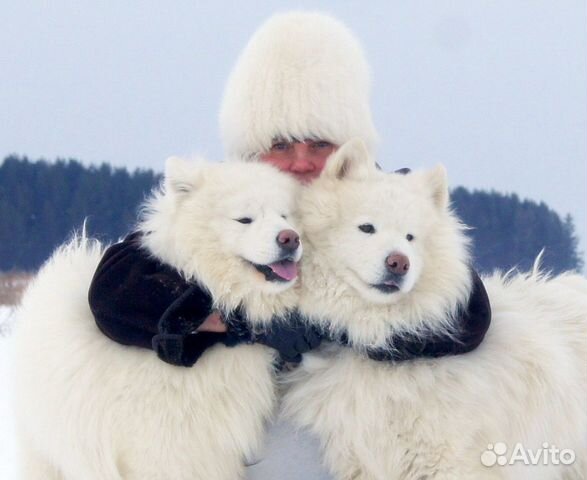 Малыши лапули