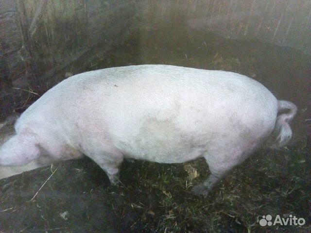 Свинка и хряк купить на Зозу.ру - фотография № 1