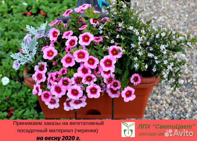 Купить Вегетативные Черенки Цветов В Интернет Магазине