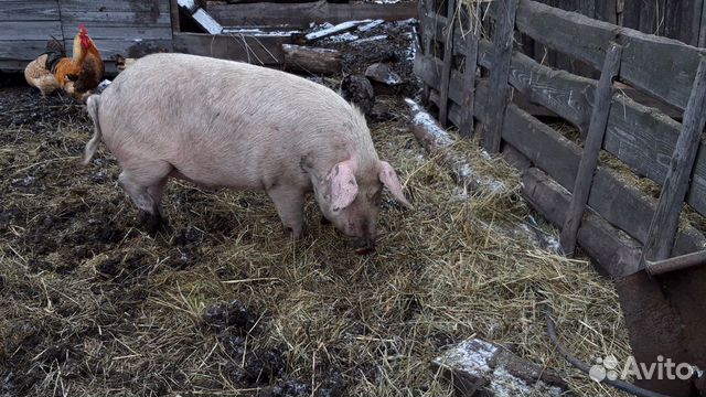 Мясо свинина купить на Зозу.ру - фотография № 1