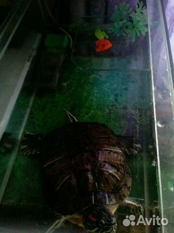 Огромная черепаха, аквариум в сборе-обмен купить на Зозу.ру - фотография № 3