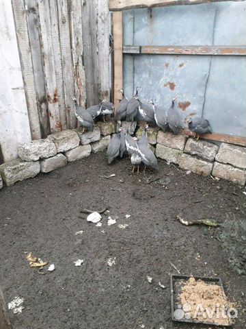Птицы купить на Зозу.ру - фотография № 2
