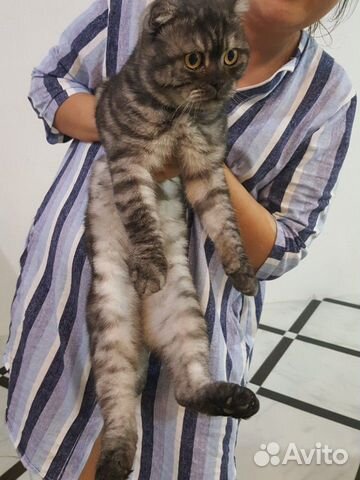 Котик ищет невесту купить на Зозу.ру - фотография № 1