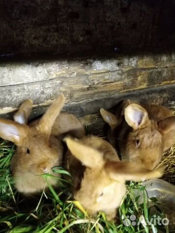 Кролики красные новозеландские (нзк) купить на Зозу.ру - фотография № 2