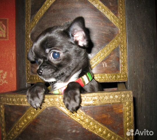 Шикарная мини