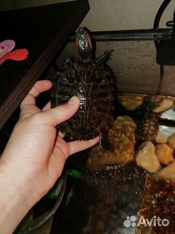 Красноухие черепахи с аквариумом купить на Зозу.ру - фотография № 3