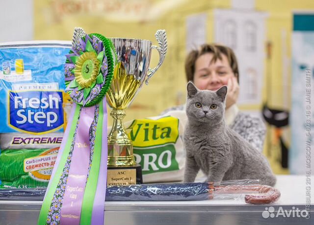 Британские котята классического окраса купить на Зозу.ру - фотография № 7