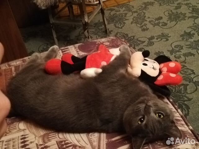 Кот Кот
