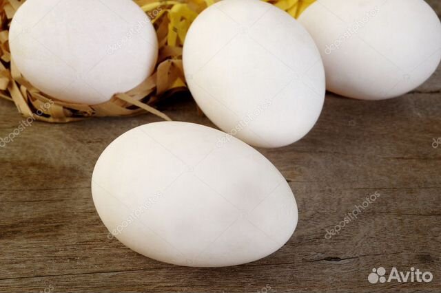 Инкубацыоное яйцо утки купить на Зозу.ру - фотография № 2
