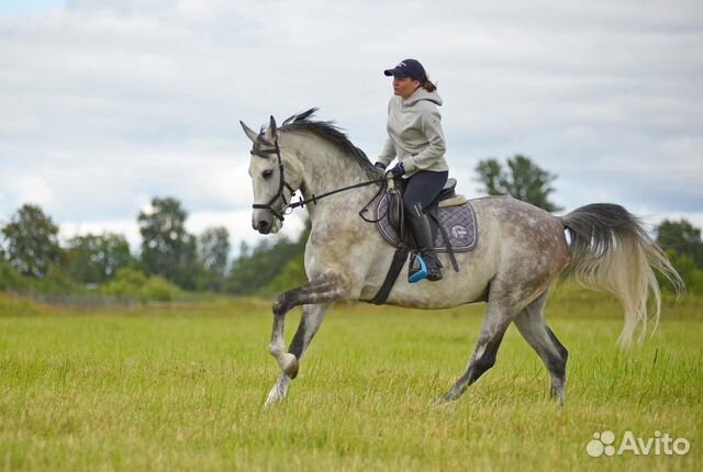 Нарядный голштинский конь купить на Зозу.ру - фотография № 4