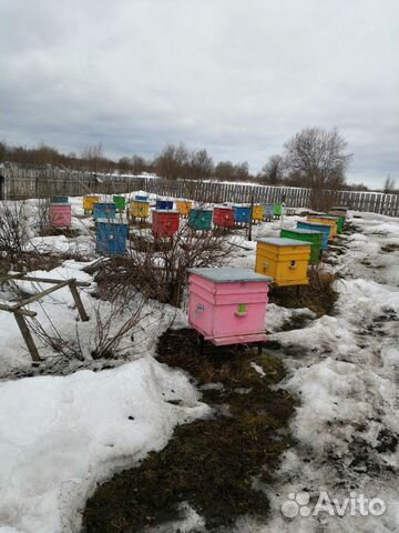 Пчелопакеты 2020г, кфх купить на Зозу.ру - фотография № 6