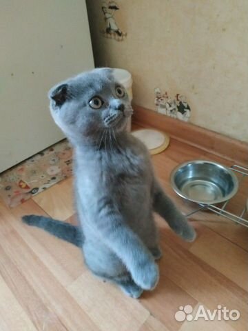 Скоттиш-фолд, британский котёнок купить на Зозу.ру - фотография № 1