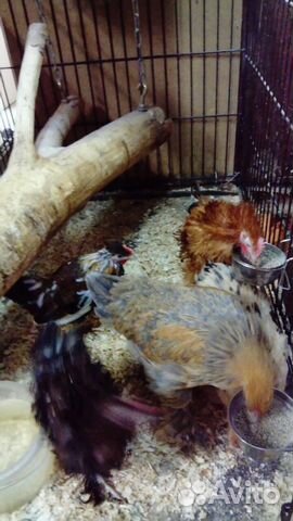 Яйца и птицы (бентамки, куры) купить на Зозу.ру - фотография № 3