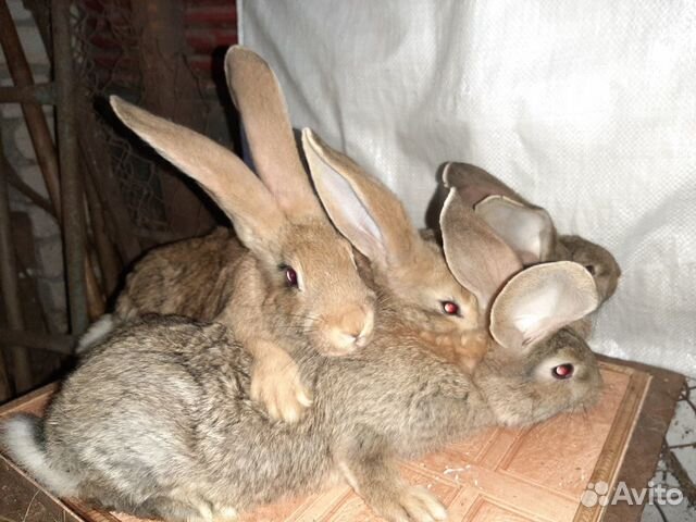 Кролики "Ризен" 3мес., 6 мес купить на Зозу.ру - фотография № 1