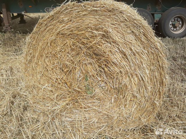 Продается сено солома.ячменная пшеничная рожь купить на Зозу.ру - фотография № 2