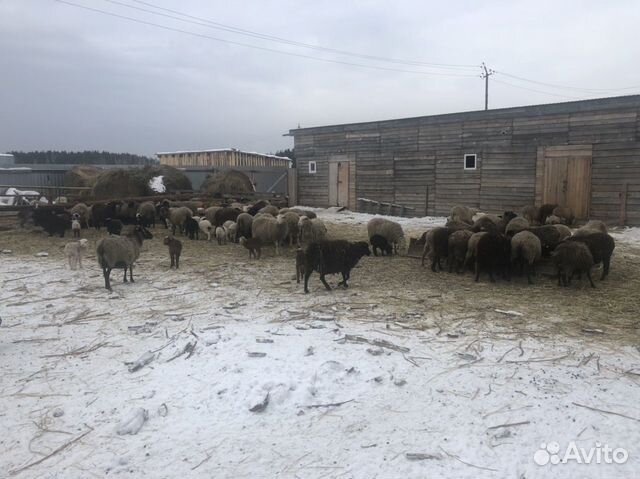 Овцы и бараны, Ягнята купить на Зозу.ру - фотография № 1