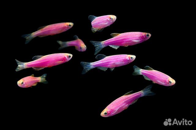 Рыбки цветные Данио и водорослиеды полезные рыбки купить на Зозу.ру - фотография № 8