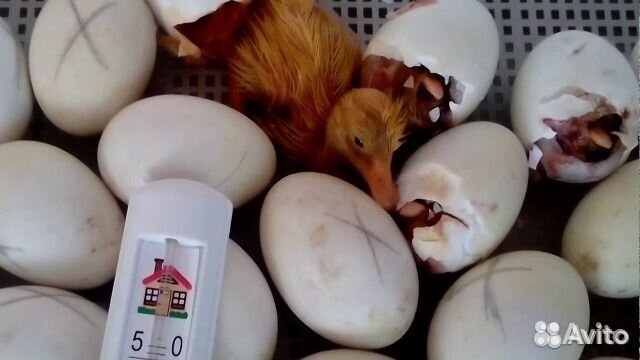 Индюшата,цыплята бройлеры купить на Зозу.ру - фотография № 2