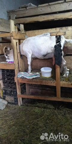 Коза альпийско- нубийская беременная купить на Зозу.ру - фотография № 1